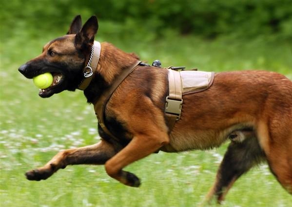 昆明犬和马犬有什么区别