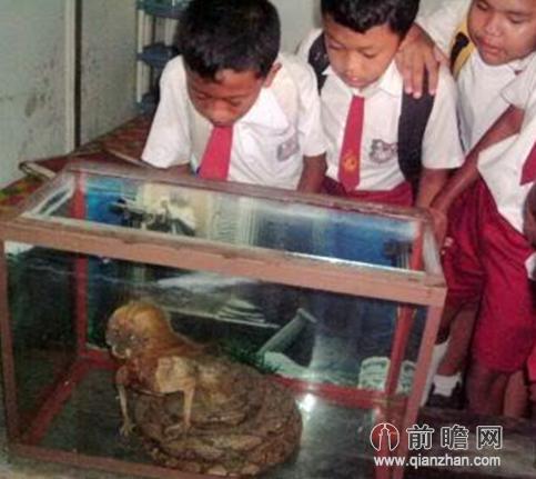 印尼蛇王竟捕捉到人头蛇身怪物
