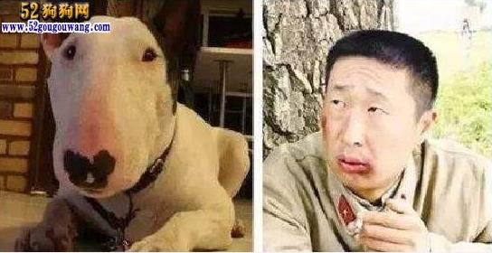 长得像林永健的狗?撞脸狗狗的明星盘点大全