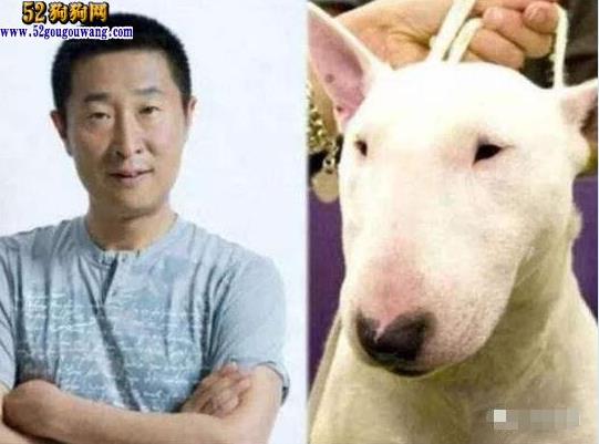 长得像林永健的狗?撞脸狗狗的明星盘点大全