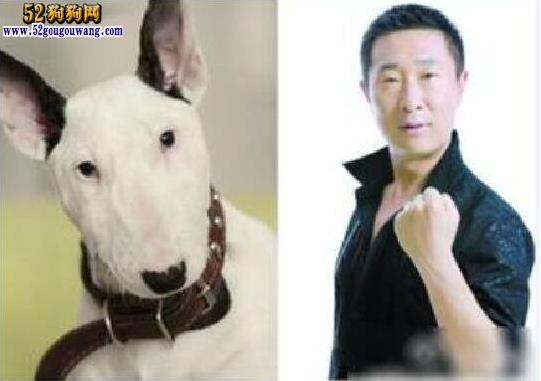 长得像林永健的狗?撞脸狗狗的明星盘点大全