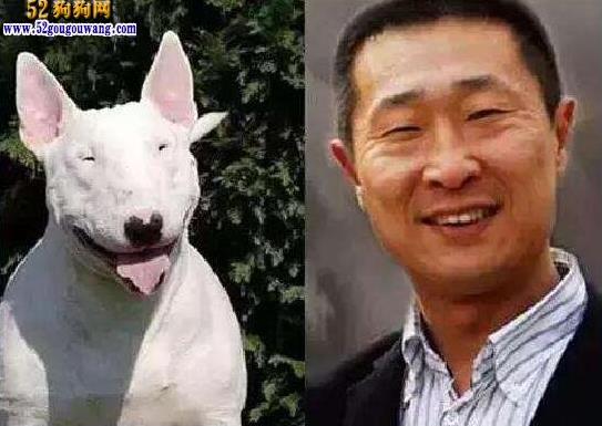 长得像林永健的狗?撞脸狗狗的明星盘点大全