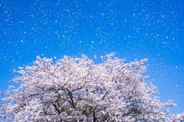 花瓣小尾巴的樱花符号?性虎书签