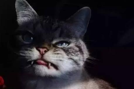 晚上有猫叫千万别出去?为什么