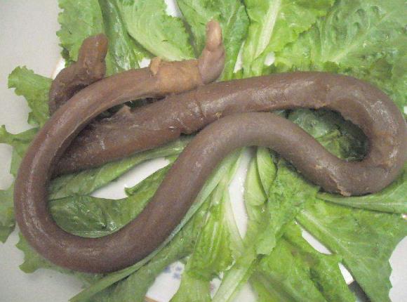 活牛勃起牛鞭图片大全?男人吃牛鞭可以吗
