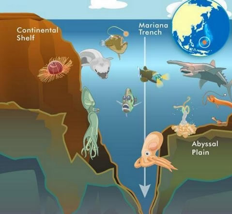 海底一万米有多恐怖