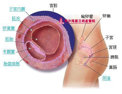 胎儿1一40周发育指标
