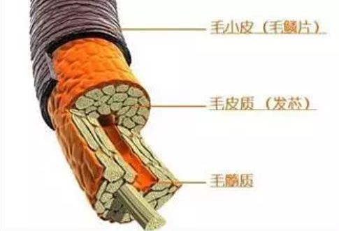 纯天然植物染发剂排名