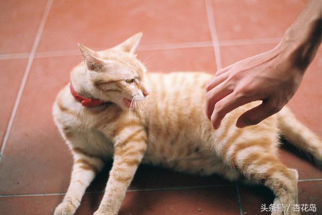 被猫抓伤渗了一点点血