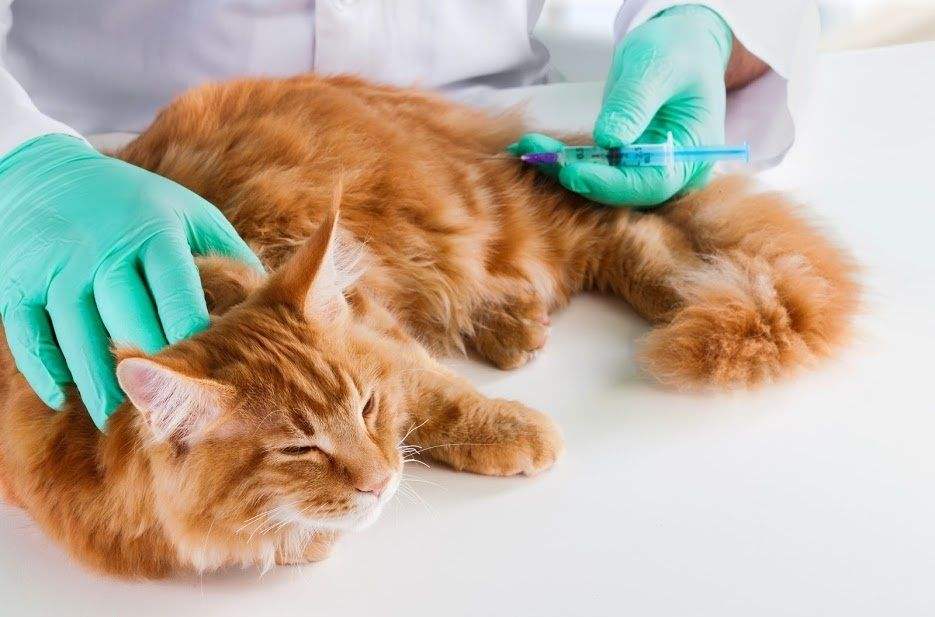 猫打疫苗一共多少钱