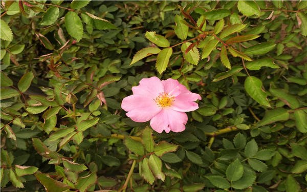 家里种蔷薇禁忌