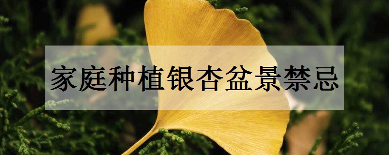 家庭禁忌银杏盆景(家里为什么不能种银杏)