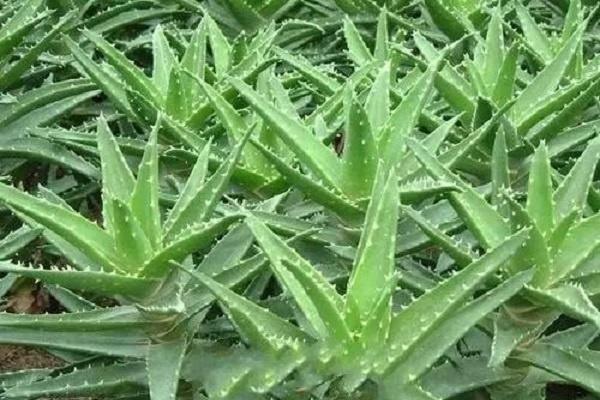 刚摘的芦荟可以擦脸吗