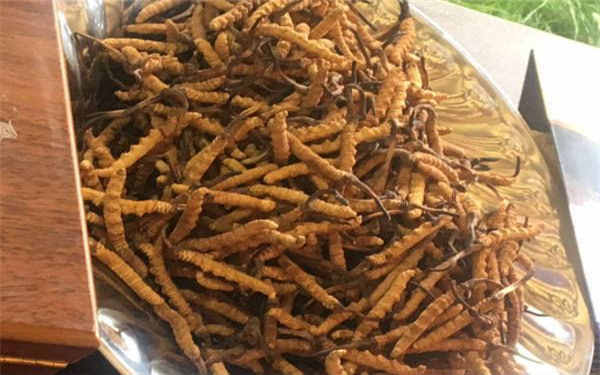 虫草一天吃几根为合适