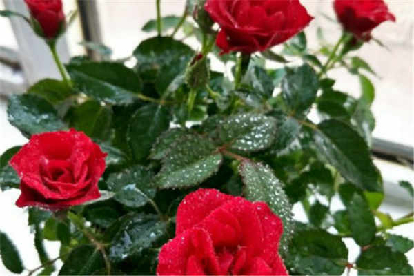 玫瑰花怎么养才不会枯萎