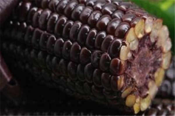 黑玉米为什么不能吃