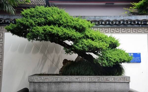 盆景艺术五大流派包括