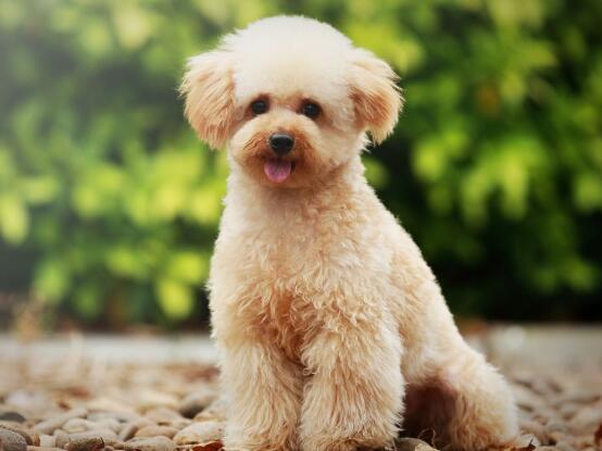 贵宾犬多久认定主人