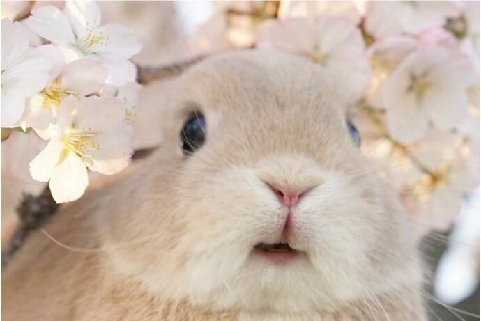 兔子靠什么分辨主人