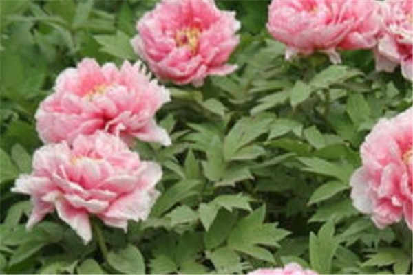 牡丹花几点开花时间