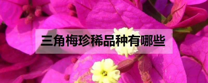 三角梅珍稀品种