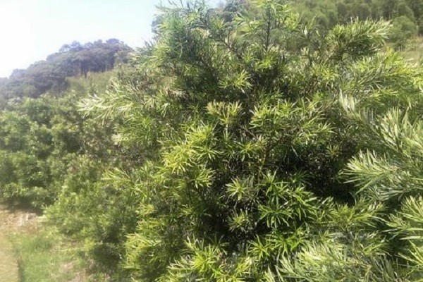 罗汉松种在家里禁忌是什么