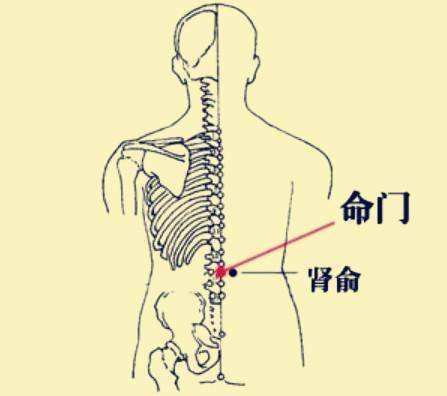 命门位置图和作用的准确位置图