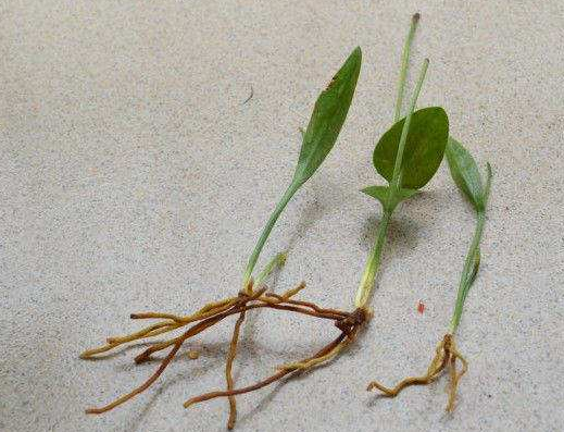 一支箭 拼音yì zhī jiàn 别名青藤(《分类草药性》)