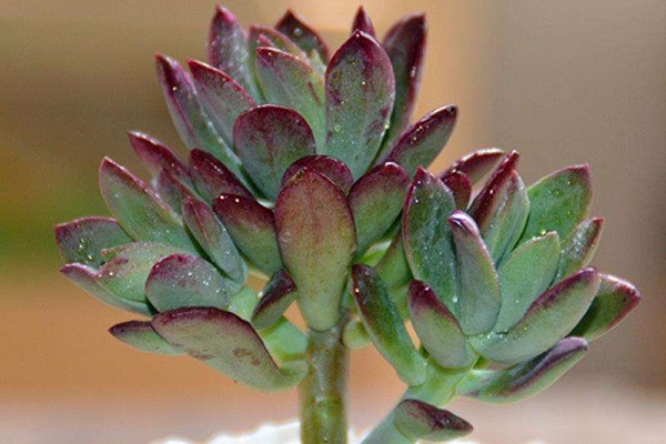 防辐射最强的7种植物