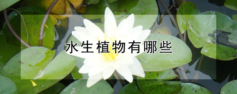 ˮֲЩ