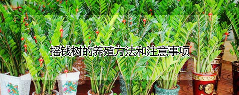 ҡǮֳע