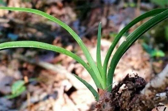 野生兰草叶子认识图片 兰花品种介绍及图片鉴赏