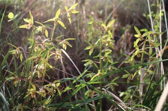 野生兰草叶子认识图片 兰花品种介绍及图片鉴赏