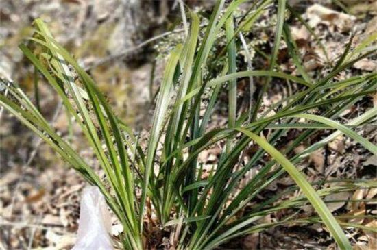 野生兰草叶子认识图片 兰花品种介绍及图片鉴赏