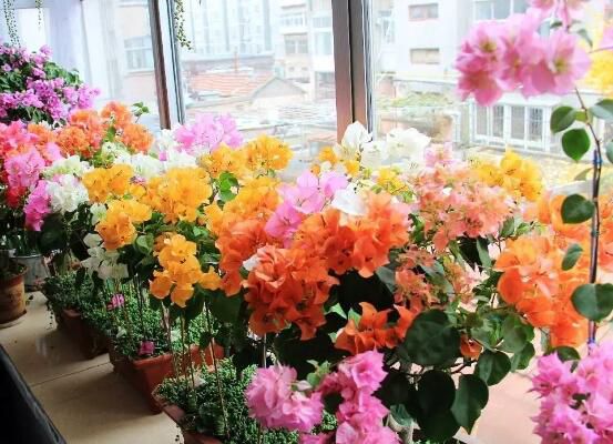 三角梅怎样修剪开花多